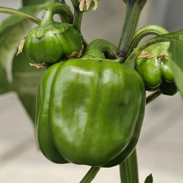 Green Capsicum