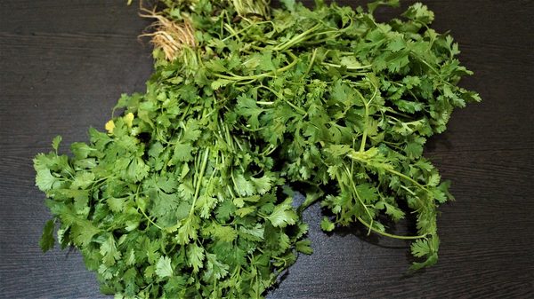 Coriander Leaves