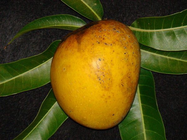 Mango (Banganapalli)